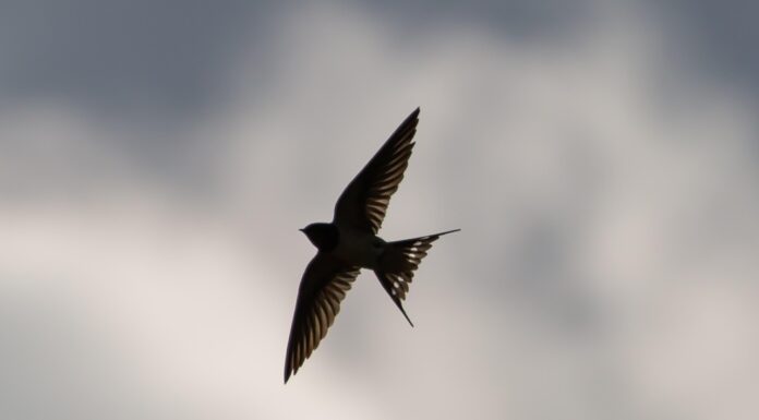 swallow flying, swallow in flight, swallow, small bird, migration, blue sky, swallow, swallow, swallow, swallow, swallow