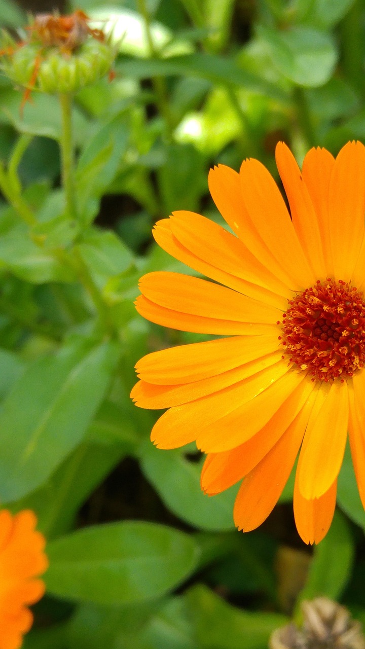 calendula, medicinal herb, organic