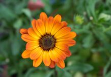calendula, orange blossom, garden, nature, marigold, close up