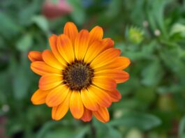 Как использовать календулу для здоровья: народные рецепты и советы calendula, orange blossom, garden, nature, marigold, close up