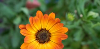 calendula, orange blossom, garden, nature, marigold, close up