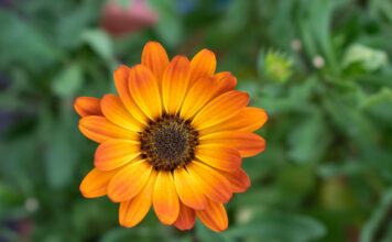calendula, orange blossom, garden, nature, marigold, close up