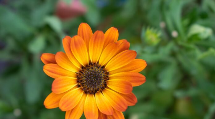 calendula, orange blossom, garden, nature, marigold, close up