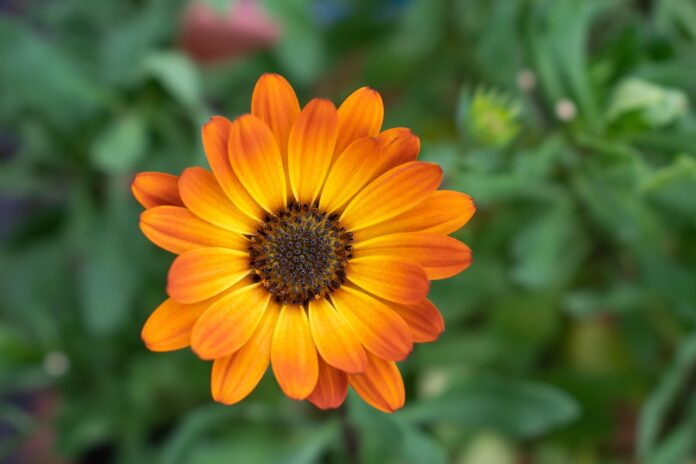 calendula, orange blossom, garden, nature, marigold, close up